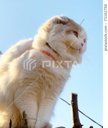 蘋果秸稈附著在爬樹的貓的頭上 73102788