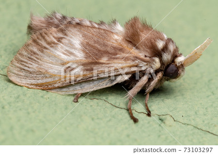 Brazilian white moth Brazilian white moth 73103297