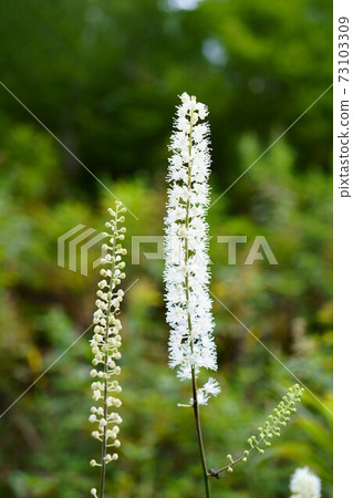 1592 Actaea simplex 1592 Actaea simplex 73103309