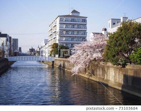 Cherry blossoms along the river in the morning sun Cherry blossoms along the river in the morning sun 73103684