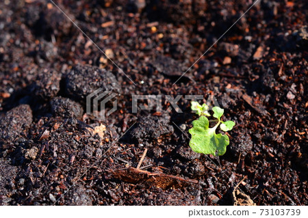 Green germinated from cultivated soil 73103739