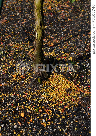 Soil sprinkled with fertilizer on germinated peony Soil sprinkled with fertilizer on germinated peony 73103746