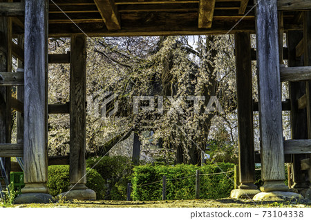 Weeping cherry tree at Anyo-ji Temple, Nagano Prefecture Weeping cherry tree at Anyo-ji Temple, Nagano Prefecture 73104338