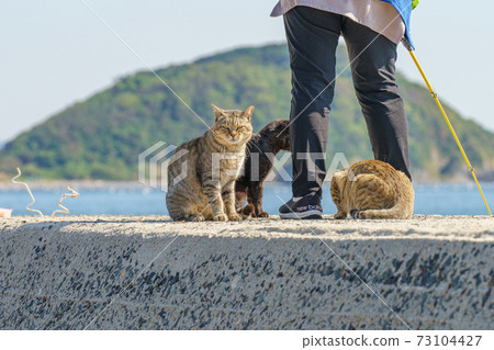 Cat in Aoshima 73104427