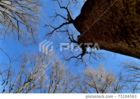 代代木公園冬季落葉喬木長陰影景觀 代代木公園冬季落葉喬木長陰影景觀 73104563