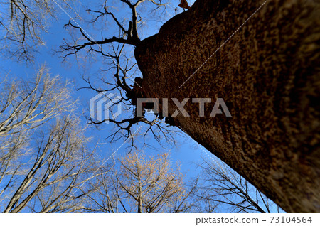 冬天的代代木公園,落葉喬木,長陰影景觀 冬天的代代木公園,落葉喬木,長陰影景觀 73104564