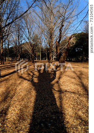 冬天的代代木公園,落葉喬木,長陰影景觀 冬天的代代木公園,落葉喬木,長陰影景觀 73104565