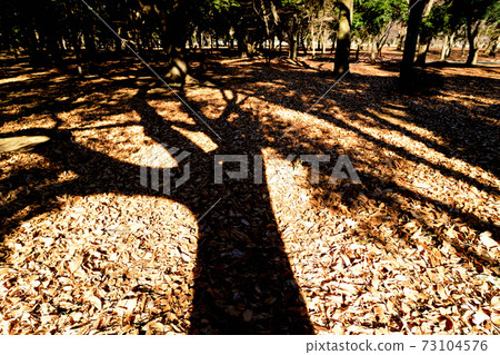 冬天的代代木公園，落葉喬木，長陰影景觀 73104576
