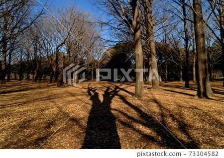 Yoyogi Park in winter, deciduous trees, long shadow landscape Yoyogi Park in winter, deciduous trees, long shadow landscape 73104582