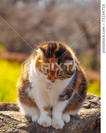 Nyanko looking down in a rape field 73104758