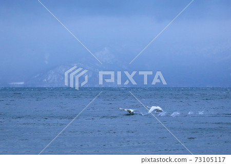 屈斜路天鵝湖 屈斜路天鵝湖 73105117