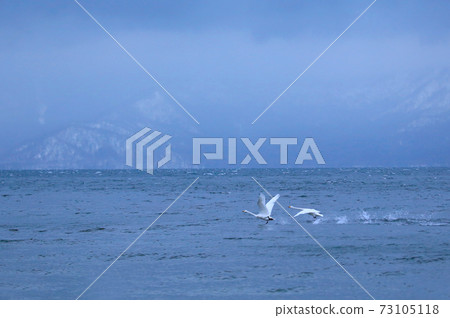 屈斜路天鵝湖 屈斜路天鵝湖 73105118