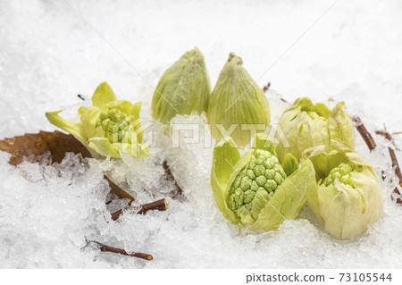 Fukinoto與在snow_image照片上的花蕾 73105544