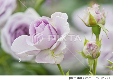 玫瑰園裡盛開著紫色的玫瑰。這朵玫瑰的名字是藍色價值。 73105774