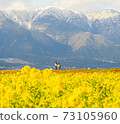 Rape flower field and snowy mountains 73105960