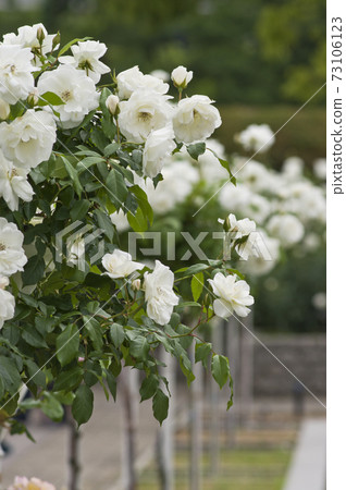 White roses are in bloom in the rose garden. The name of this rose is Iceberg (Schnewigen). 73106123