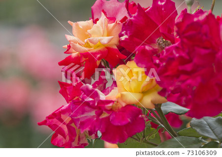 Red and yellow roses are in bloom in the rose garden. The name of this rose is Charleston. 73106309