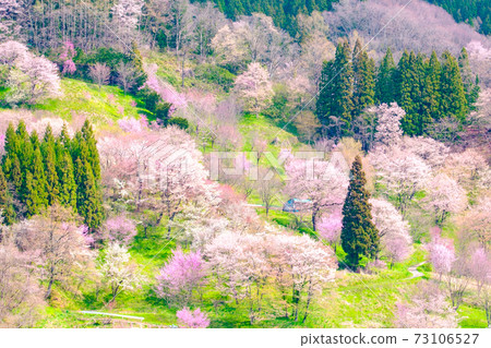 信州小川村的春天 73106527