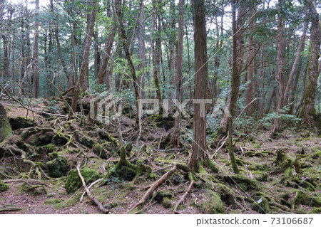 Aokigahara Forest Aokigahara Forest 73106687