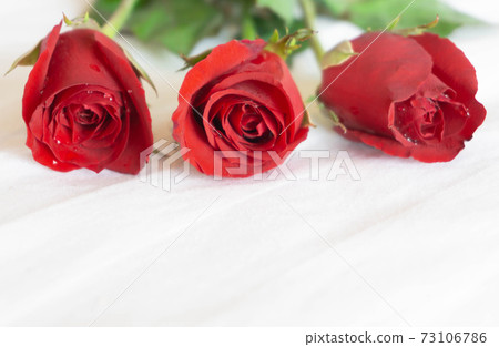 Closeup red rose on white bed background, love and romantic feeling concept Closeup red rose on white bed background, love and romantic feeling concept 73106786