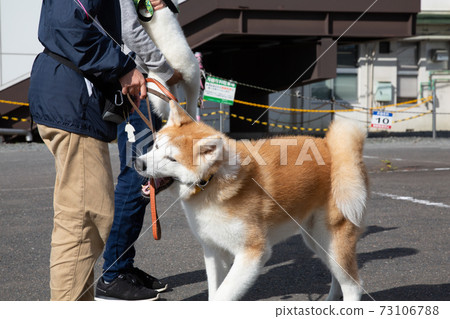 秋田縣大館市的秋田犬之jareai 秋田縣大館市的秋田犬之jareai 73106788