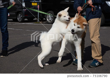 秋田縣大館市的秋田犬之jareai 73106790