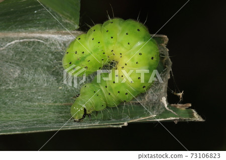 Creatures Insects Kikukinuwaba, last-instar larvae. The herbs are Asteraceae and Umbelliferae, but they do not seem to be treated as pests. 73106823