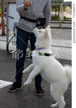 [Vertical composition] Feeding begging Akita dog "Omochi" in Odate City, Akita Prefecture 73106873