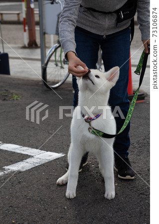 【縱向構圖】在秋田縣大館市餵乞討秋田犬“Omochi” 73106874