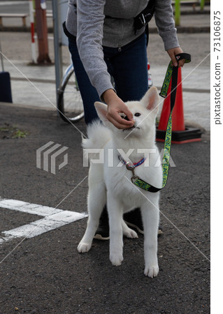 【縱向構圖】在秋田縣大館市餵乞討秋田犬“Omochi” 73106875