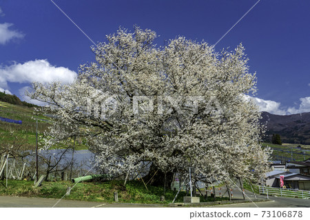 Ezo Higanzakura in Uki, Nagano Prefecture Ezo Higanzakura in Uki, Nagano Prefecture 73106878