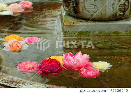 Beautiful roses floating on the water 73106940