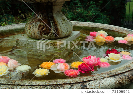 Beautiful roses floating on the water Beautiful roses floating on the water 73106941