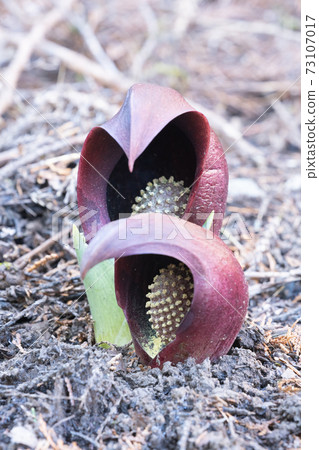 Rice bran Rice bran 73107017