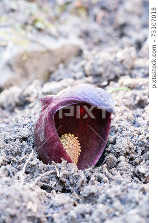 Rice bran Rice bran 73107018