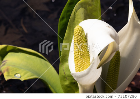 Flowering of skunk cabbage in Higashionuma, Hokkaido Flowering of skunk cabbage in Higashionuma, Hokkaido 73107280