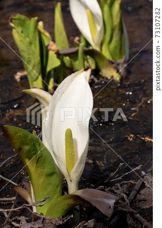 [縱向構圖] 北海道東沼市臭菖蒲的開花 73107282
