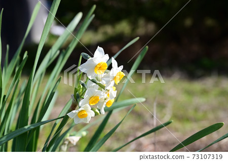 水仙 73107319
