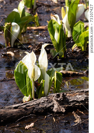 [Vertical composition] Flowering of skunk cabbage (crowd scene) at Higashionuma, Hokkaido 73107427