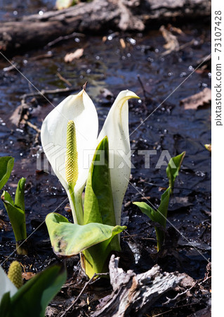 [Vertical composition] Flowering of skunk cabbage in Higashionuma, Hokkaido 73107428