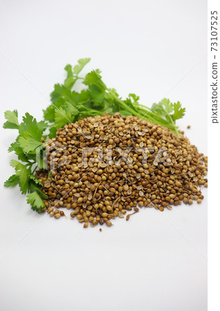 spicy and healthy coriander stock with leaf spicy and healthy coriander stock with leaf 73107525