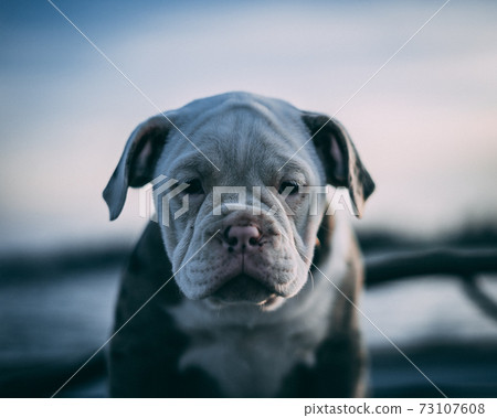 A close up of a dog A close up of a dog 73107608