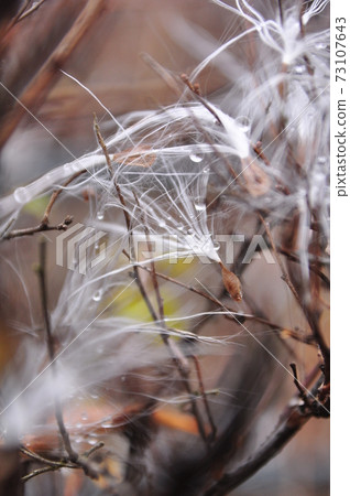 See the true identity of Kesaran Pasaran and the seeds of Gagaimo 73107643