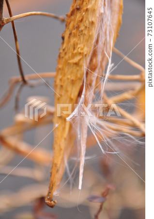 Gagaimo fruit and seeds 73107645