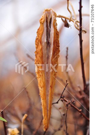 Gagaimo水果 73107646