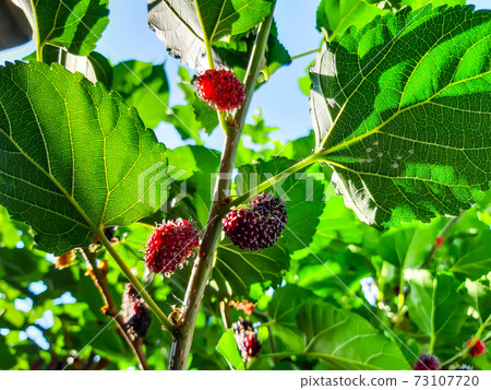 Organic Mulberry fruit. Black ripe and red unripe mulberries on the branch of a tree. Organic Mulberry fruit. Black ripe and red unripe mulberries on the branch of a tree. 73107720