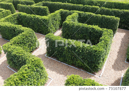 Labyrinth maze garden. Build from the tree forming a wall in the park. 73107877