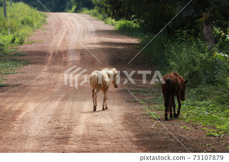 Two horses walking on the dirt road. it is a mammal with a flowing mane and tail 73107879