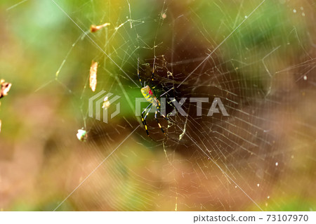 A conspicuous Nephila spider that stretches a large net from summer to autumn A conspicuous Nephila spider that stretches a large net from summer to autumn 73107970