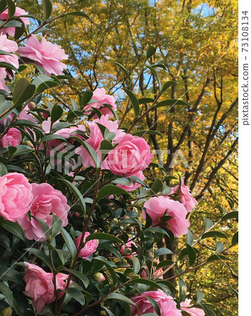 Yae和Chiesaki粉紅色的山茶花開在秋天 73108134